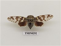 藏品(蟪蛄)的圖片